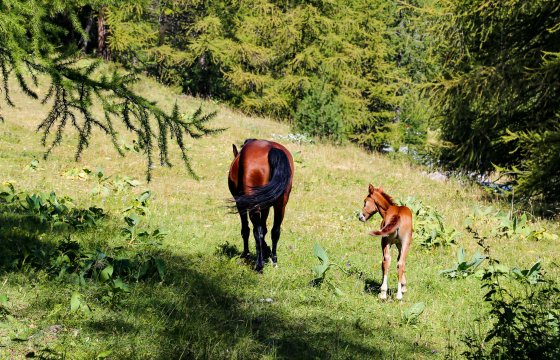 Chevaux en alpage à Vars