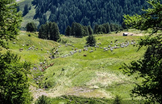 Troupeau d'ovins dans un pâturage à Vars