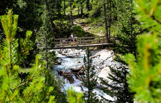 Pont en bois sur un torrent avec branches de melèze vertes au premier plan