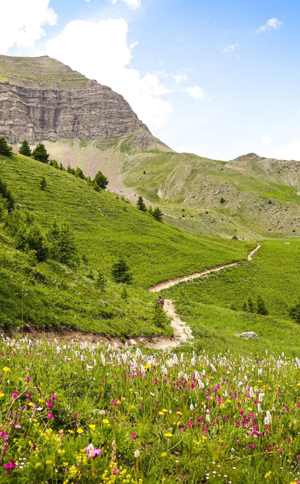 paysage de montagne estival prairie verte et fleurie en premier plan, falaise rocheuse en arrière plan, journée ensoleillée
