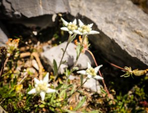 Fleurs d'edelweiss