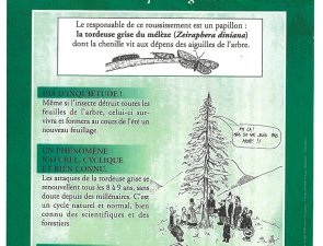 Le responsable de ce roussissement est un papillon :