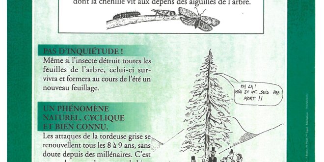 la tordeuse grise du mélèze (Zeiraphera diniana)