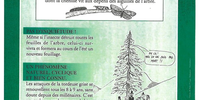 Le responsable de ce roussissement est un papillon :